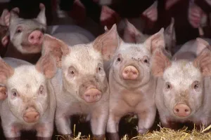 Domestic piglets {Sus scrofa domestica} Devon, UK Domestic piglets {Sus scrofa domestica} Devon, UK