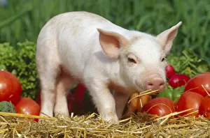 Domsetic piglet with vegetables {Sus scrofa domestica} USA Domsetic piglet with vegetables {Sus scrofa domestica} USA