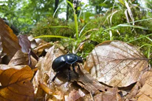 Dor beetle (Geotrupes stercorarius) walking over fallen leaves in a Beech forest Dor beetle (Geotrupes stercorarius) walking over fallen leaves in a Beech forest