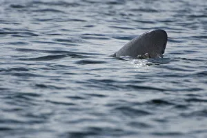 Dorsal fin of a Basking shark (Cetorhinus maximus) at the surface, Cairns of Coll Dorsal fin of a Basking shark (Cetorhinus maximus) at the surface, Cairns of Coll
