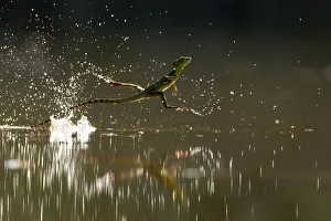 Double-crested basilisk (Basiliscus plumifrons) running across water surface, Santa Rita Double-crested basilisk (Basiliscus plumifrons) running across water surface, Santa Rita