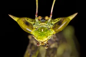 Dragon mantis (Toxodera beieri), detail of head showing large compound eyes giving it Dragon mantis (Toxodera beieri), detail of head showing large compound eyes giving it