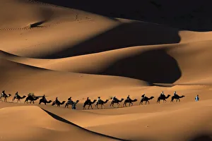 Dromedary camel (Camelus dromedarius) train crossing Merzouga dunes, Tafilalt, Sahara Dromedary camel (Camelus dromedarius) train crossing Merzouga dunes, Tafilalt, Sahara