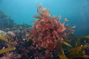 Dulse (Palmaria palmata) English Channel, off the coast of Sark, Channel Islands, July Dulse (Palmaria palmata) English Channel, off the coast of Sark, Channel Islands, July