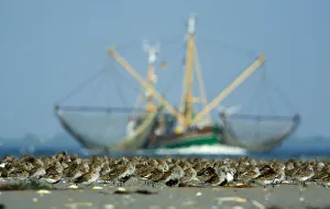 Dunlin (Calidris alpina) flock on beach, with large fishing boat behind, Bhl, Germany Dunlin (Calidris alpina) flock on beach, with large fishing boat behind, Bhl, Germany