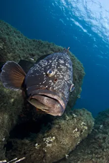 Dusky grouper (Epinephelus marginatus) amongst rocks, Cala di Grecu, Lavezzi Islands Dusky grouper (Epinephelus marginatus) amongst rocks, Cala di Grecu, Lavezzi Islands