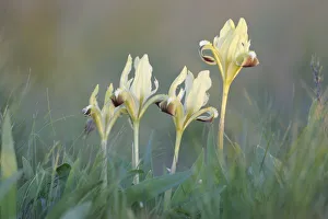 Four Dwarf irises (Iris pumila) in flower, Rostovsky Nature Reserve Rostov Region Four Dwarf irises (Iris pumila) in flower, Rostovsky Nature Reserve Rostov Region