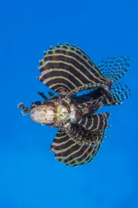 Dwarf lionfish (Dendrochirus brachypterus) opens its awingsa Dwarf lionfish (Dendrochirus brachypterus) opens its awingsa