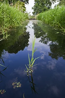 Dyke along drove at Woodwalton Fen, Cambridgeshire Fens, UK, June 2011 Dyke along drove at Woodwalton Fen, Cambridgeshire Fens, UK, June 2011