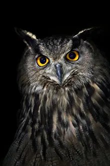 Eagle owl (Bubo bubo) portrait, captive Eagle owl (Bubo bubo) portrait, captive
