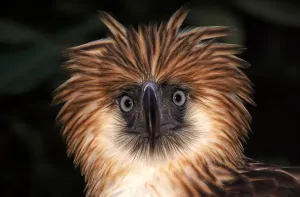 Eagle Prints: Philippine Eagle Print