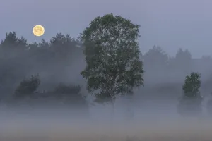 Early morning misty landscape with full moon, Klein Schietveld, Brasschaat, Belgium. May Early morning misty landscape with full moon, Klein Schietveld, Brasschaat, Belgium. May