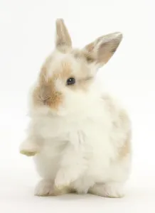 White Background Cutout Images Prints: Young rabbit with paws up