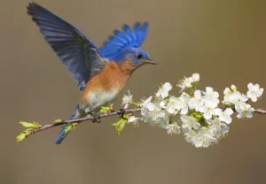 Eastern bluebird (Sialia sialis) male fluttering wings while perched on cherry (Prunus sp Eastern bluebird (Sialia sialis) male fluttering wings while perched on cherry (Prunus sp