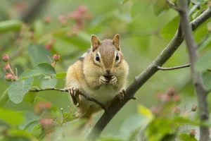 Eastern Chipmunk (Tamias striatus) feeding on Shadblow Serviceberry (Amelanchier Eastern Chipmunk (Tamias striatus) feeding on Shadblow Serviceberry (Amelanchier
