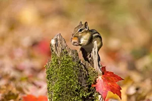 Eastern Chipmunk (Tamias striatus) with an acorn in autumn. New York, USA, October Eastern Chipmunk (Tamias striatus) with an acorn in autumn. New York, USA, October