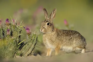 Eastern Cottontail (Sylvilagus floridanus) adult. Laredo, Webb County, South Texas Eastern Cottontail (Sylvilagus floridanus) adult. Laredo, Webb County, South Texas