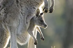 Eastern grey kangaroo (Macropus giganteus) with joey in pouch, Australian Capital Territory Eastern grey kangaroo (Macropus giganteus) with joey in pouch, Australian Capital Territory