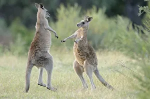 Eastern grey kangaroo (Macropus giganteus) two males boxing, Australian Capital Territory Eastern grey kangaroo (Macropus giganteus) two males boxing, Australian Capital Territory