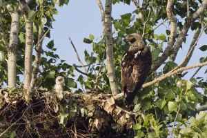 Eastern imperial eagle (Aquila heliaca) at nest with young, East Slovakia, Europe Eastern imperial eagle (Aquila heliaca) at nest with young, East Slovakia, Europe