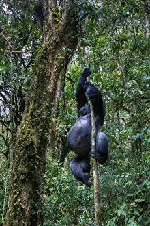 Eastern lowland gorilla (Gorilla beringei graueri) silverback named Chimanuka climbing a Eastern lowland gorilla (Gorilla beringei graueri) silverback named Chimanuka climbing a