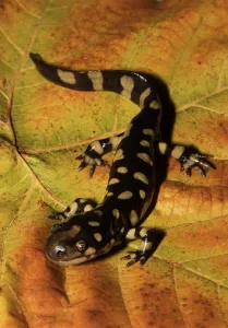 Eastern tiger salamander (Ambystoma tigrinum) North Florida , USA. December Eastern tiger salamander (Ambystoma tigrinum) North Florida , USA. December