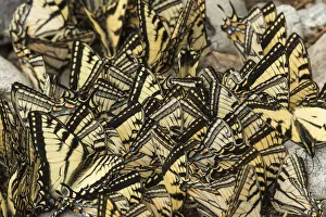Eastern tiger swallowtail butterflies (Papilio glaucus) puddling, New Brunswick, Canada Eastern tiger swallowtail butterflies (Papilio glaucus) puddling, New Brunswick, Canada