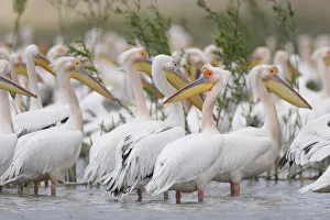 Eastern white pelicans (Pelecanus onolocratus) in the Danube Delta, Romania, May 2009 Eastern white pelicans (Pelecanus onolocratus) in the Danube Delta, Romania, May 2009