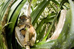 Eastern woolly / avahi lemur (Avahi laniger) clinging to branch, Andasibe-Mantadia National Park Eastern woolly / avahi lemur (Avahi laniger) clinging to branch, Andasibe-Mantadia National Park