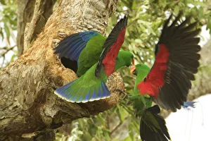 Eclectus parrot (Eclectus roratus) two males arrive at a nest cavity at the same time Eclectus parrot (Eclectus roratus) two males arrive at a nest cavity at the same time