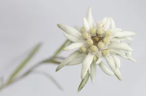 Edelweiss (Leontopodium alpinum) flower, Liechtenstein, July 2009 WWE BOOK Edelweiss (Leontopodium alpinum) flower, Liechtenstein, July 2009 WWE BOOK