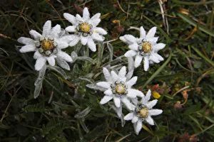 Edelweiss (Leontopodium alpinum) flowers, Hohe Tauern National Park, Austria, July 2008 Edelweiss (Leontopodium alpinum) flowers, Hohe Tauern National Park, Austria, July 2008