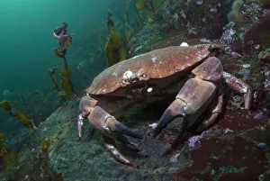 Edible crab (Cancer pagurus) portrait, Saltstraumen, Bod, Norway, October 2008 Edible crab (Cancer pagurus) portrait, Saltstraumen, Bod, Norway, October 2008