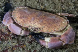 Edible crab (Cancer pagurus) underwater, looking up, Channel Isles, UK, June Edible crab (Cancer pagurus) underwater, looking up, Channel Isles, UK, June