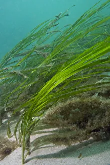 Eel Grass (Zostera marina) swaying in the current. Channel Islands, UK, May Eel Grass (Zostera marina) swaying in the current. Channel Islands, UK, May