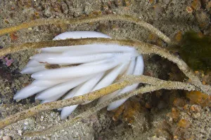 Eggs of European Squid (Loligo vulgaris). Channel Islands, UK, July Eggs of European Squid (Loligo vulgaris). Channel Islands, UK, July