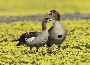 Egyptian goose (Alopochen aegyptiaca) pair amongst Devil's-thorn yellow flowers Egyptian goose (Alopochen aegyptiaca) pair amongst Devil's-thorn yellow flowers