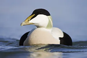 Eider (Somateria mollissima) male on water, Seahouses, Northumberland, England, February Eider (Somateria mollissima) male on water, Seahouses, Northumberland, England, February