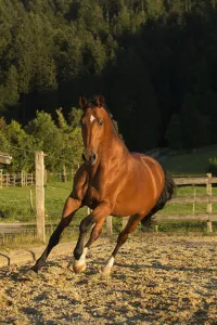 An Einsiedler / Swiss warmblood mare (Equus caballus) cantering, Schwyz, Switzerland An Einsiedler / Swiss warmblood mare (Equus caballus) cantering, Schwyz, Switzerland