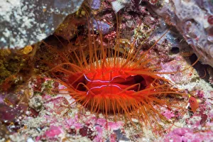 Electric fileclam / Disco clam (Ctenoides ales). West Papua, Indonesia Electric fileclam / Disco clam (Ctenoides ales). West Papua, Indonesia
