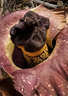 Elephant foot yam (Amorphophallus paeoniifolius) one of largest flowers in the world Elephant foot yam (Amorphophallus paeoniifolius) one of largest flowers in the world