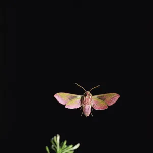 Elephant hawk moth in flight {Deilephila elepenor} UK Elephant hawk moth in flight {Deilephila elepenor} UK