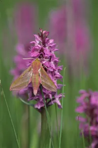 Elephant hawkmoth {Deilephila elpenor} on orchid, Cornwall, UK Elephant hawkmoth {Deilephila elpenor} on orchid, Cornwall, UK