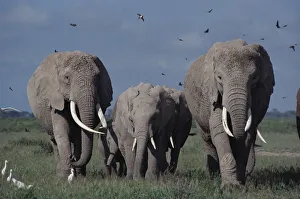 Elephants (including Echo & Ella of Cynthia Moss EB family study group) Amboseli NP Elephants (including Echo & Ella of Cynthia Moss EB family study group) Amboseli NP