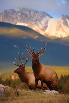 Two Elk (Cervus canadensis) bulls at sunset, Jasper National Park, Rocky Mountains Two Elk (Cervus canadensis) bulls at sunset, Jasper National Park, Rocky Mountains