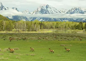 Elk / Wapiti (Cervus canadensis) herd with young on meadowland against the Grand Tetons Elk / Wapiti (Cervus canadensis) herd with young on meadowland against the Grand Tetons