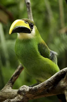 Emerald toucanet (Aulacorhynchus prasinus) Rio Platano Biosphere Reserve and UNESCO Emerald toucanet (Aulacorhynchus prasinus) Rio Platano Biosphere Reserve and UNESCO