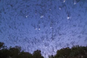 Emergence of Mexican free-tailed bats (Tadarida brasiliensis) from Bracken Cave, Texas Emergence of Mexican free-tailed bats (Tadarida brasiliensis) from Bracken Cave, Texas
