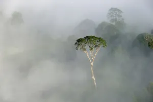 Emergent Menggaris Tree / Tualang (Koompassia excelsa) protruding from mist and low Emergent Menggaris Tree / Tualang (Koompassia excelsa) protruding from mist and low