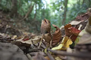 Emma Grays Forest Lizard (Calotes emma) in threat display, Xishuangbanna National Emma Grays Forest Lizard (Calotes emma) in threat display, Xishuangbanna National